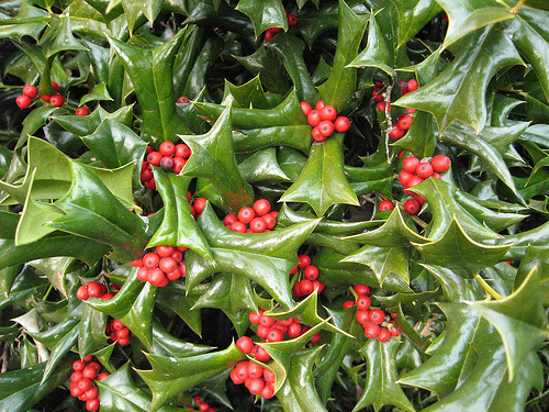 Chinese Holly, Ilex Cornuta, Shrub Seeds