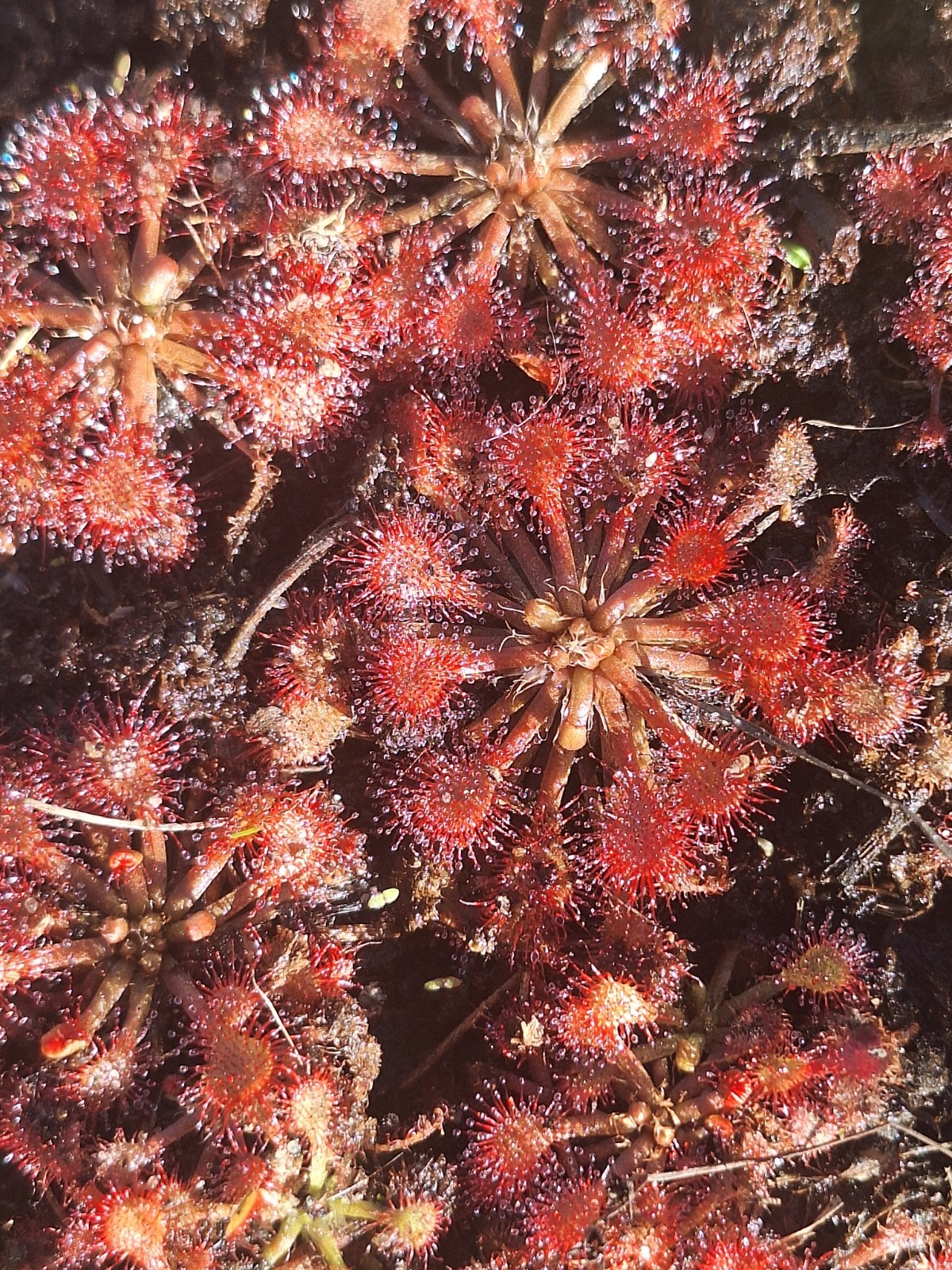 Pink Sundew (Drosera capillaris), Live Plant