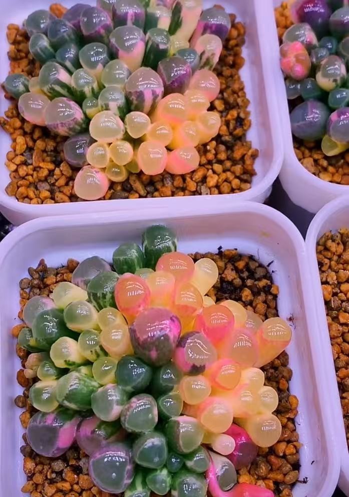 Cat Grass Growing Kit