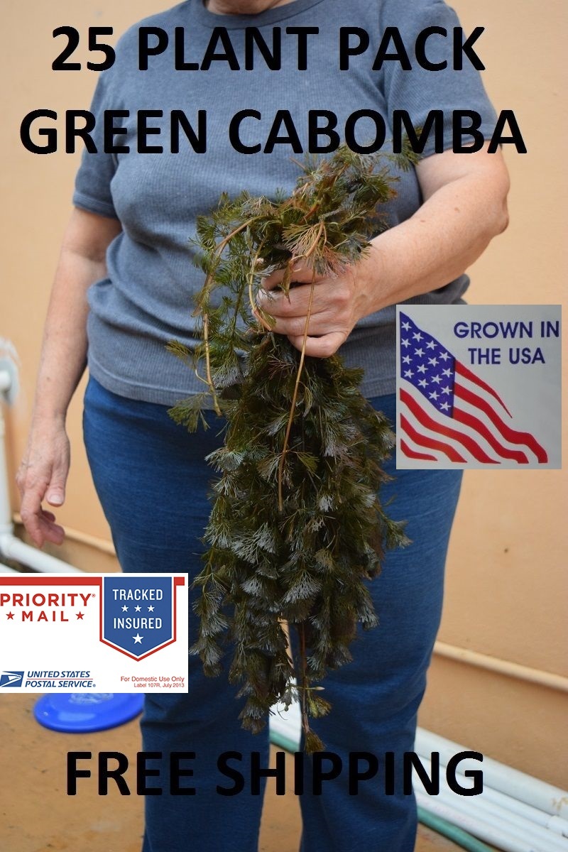 Green Cabomba Stems Aquarium Plants - Live Aquascaping