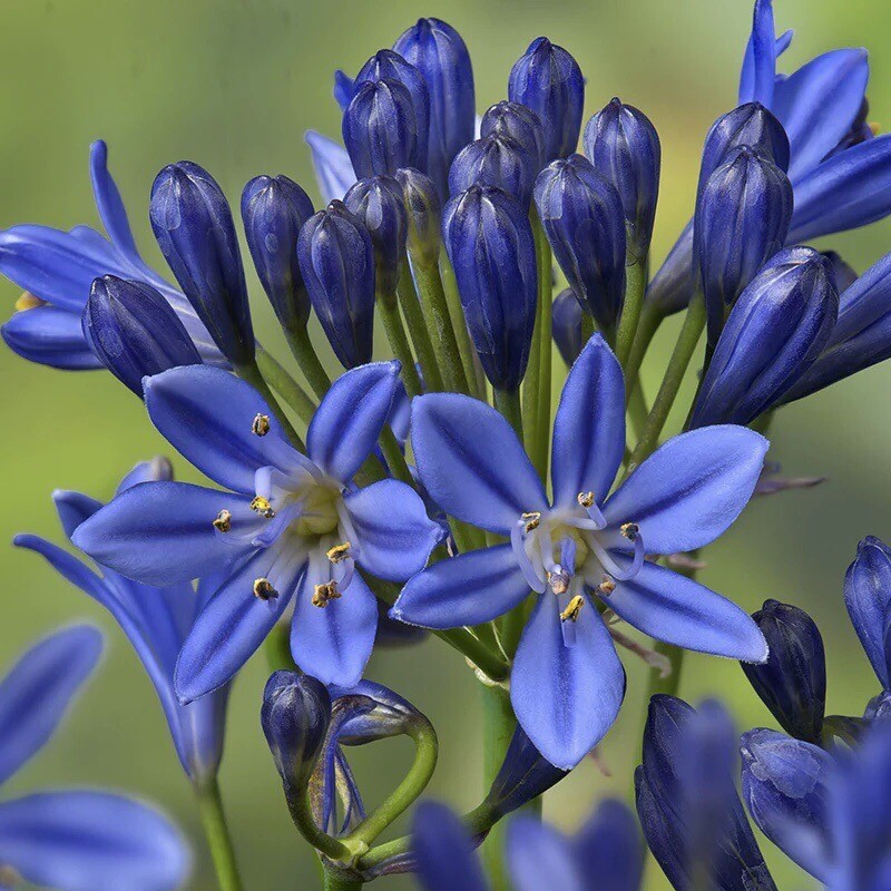 Lily of the Nile Blue Agapanthus African Lily Seeds, 25 Ct