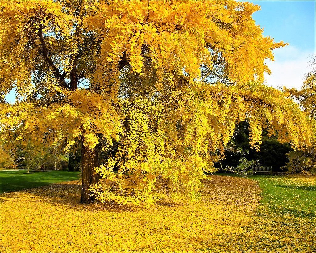 Ginkgo Biloba Maidenhair Tree