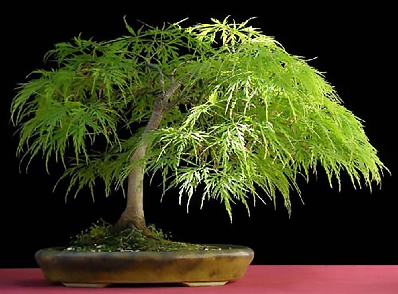 Lace Leaf Japanese Maple Acer Palmatum Dissectum Tree Seeds