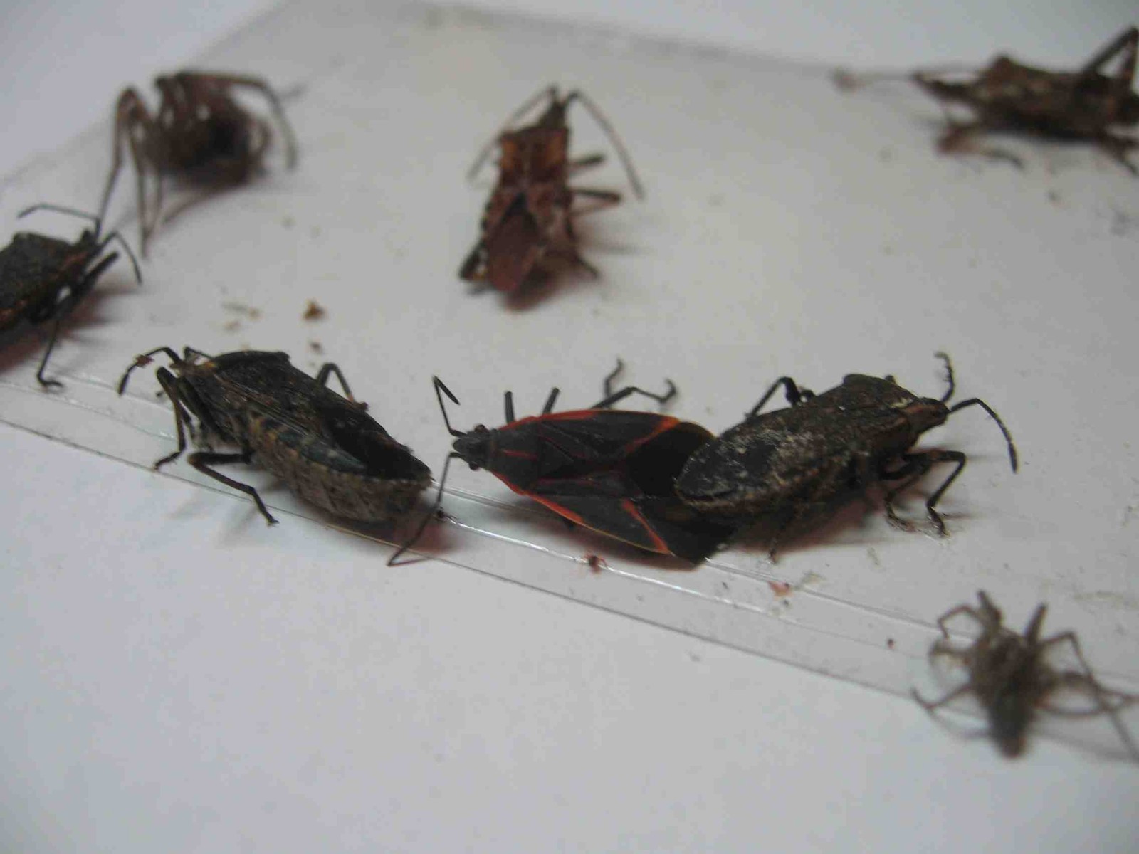 Stink Bug Trap Pack - 10 Units | Asian Beetle, Spider, Crick...