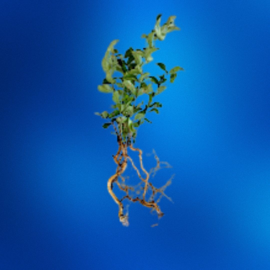 Crepe Myrtle Seedlings, Bare Root, 6-12 Inches Tall, Fast-Gr...
