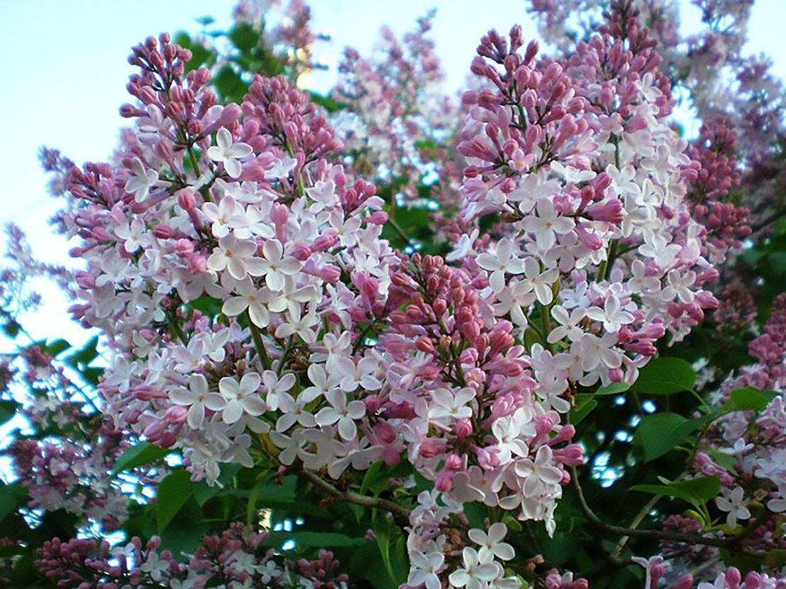 French Lilac, Syringa Vulgaris, Shrub Seeds