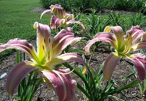 Envy Me Daylilies 3 Fans