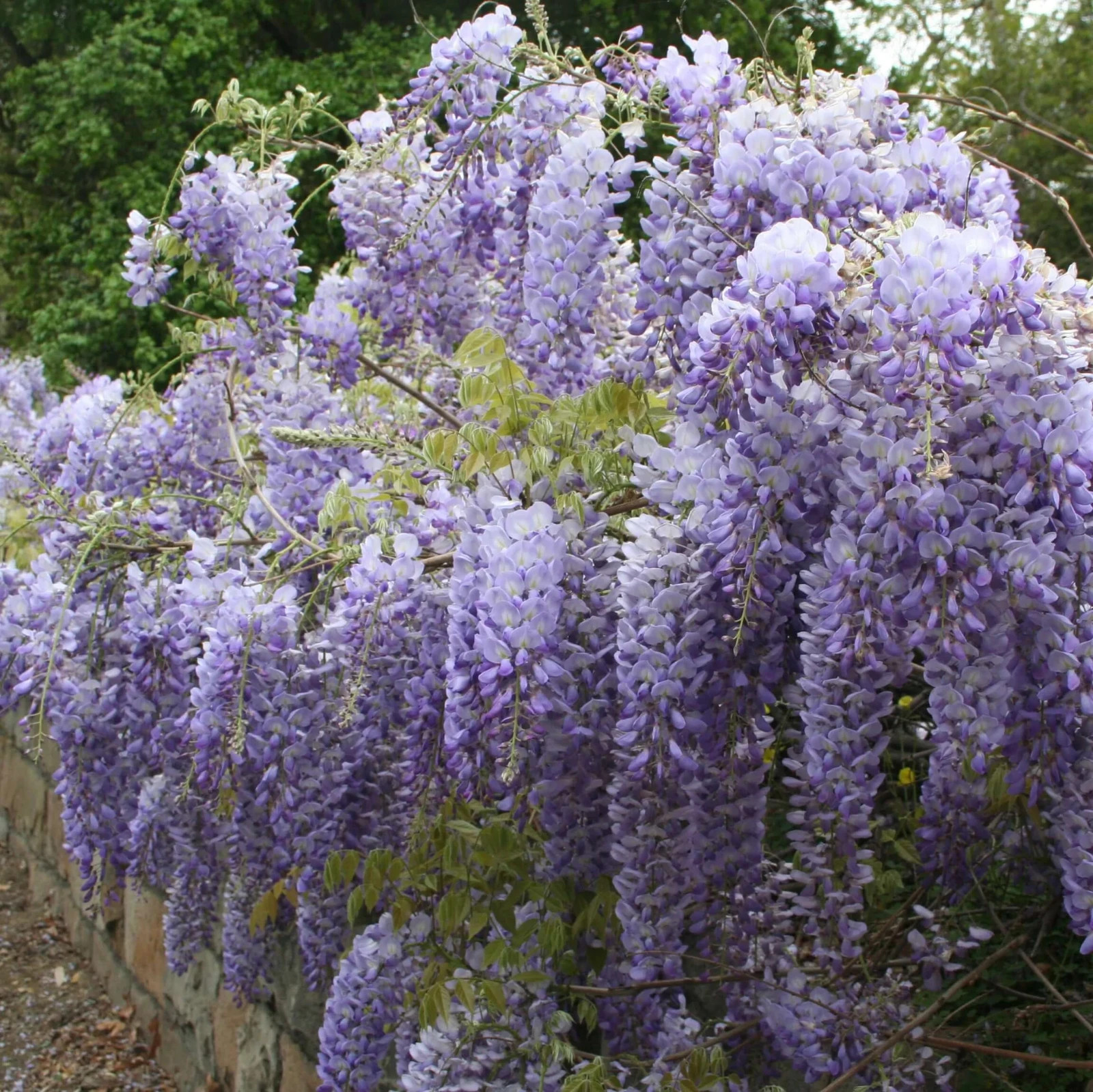 Wisteria sinensis Starter Plant (12-24")