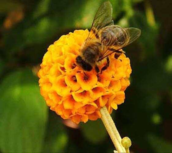 Butterfly Bush Buddleia Globosa Golden Ball, 20 Seeds