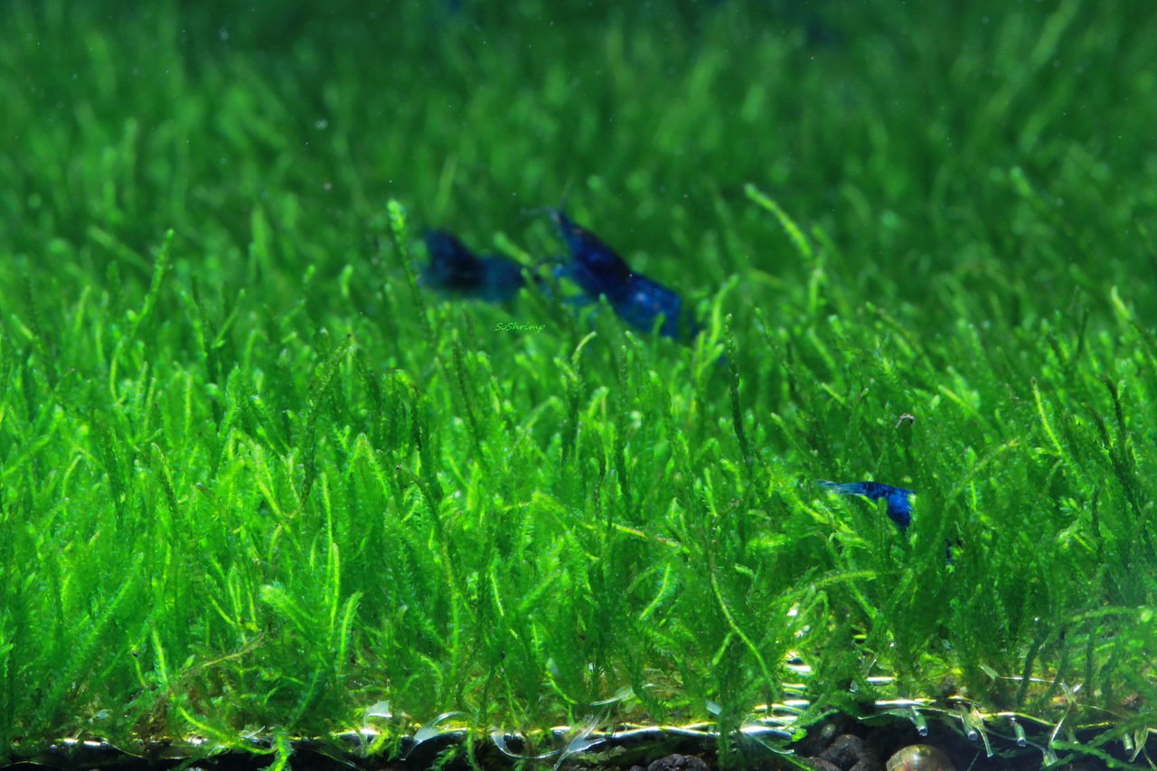 Flame Moss Live Aquarium Plant