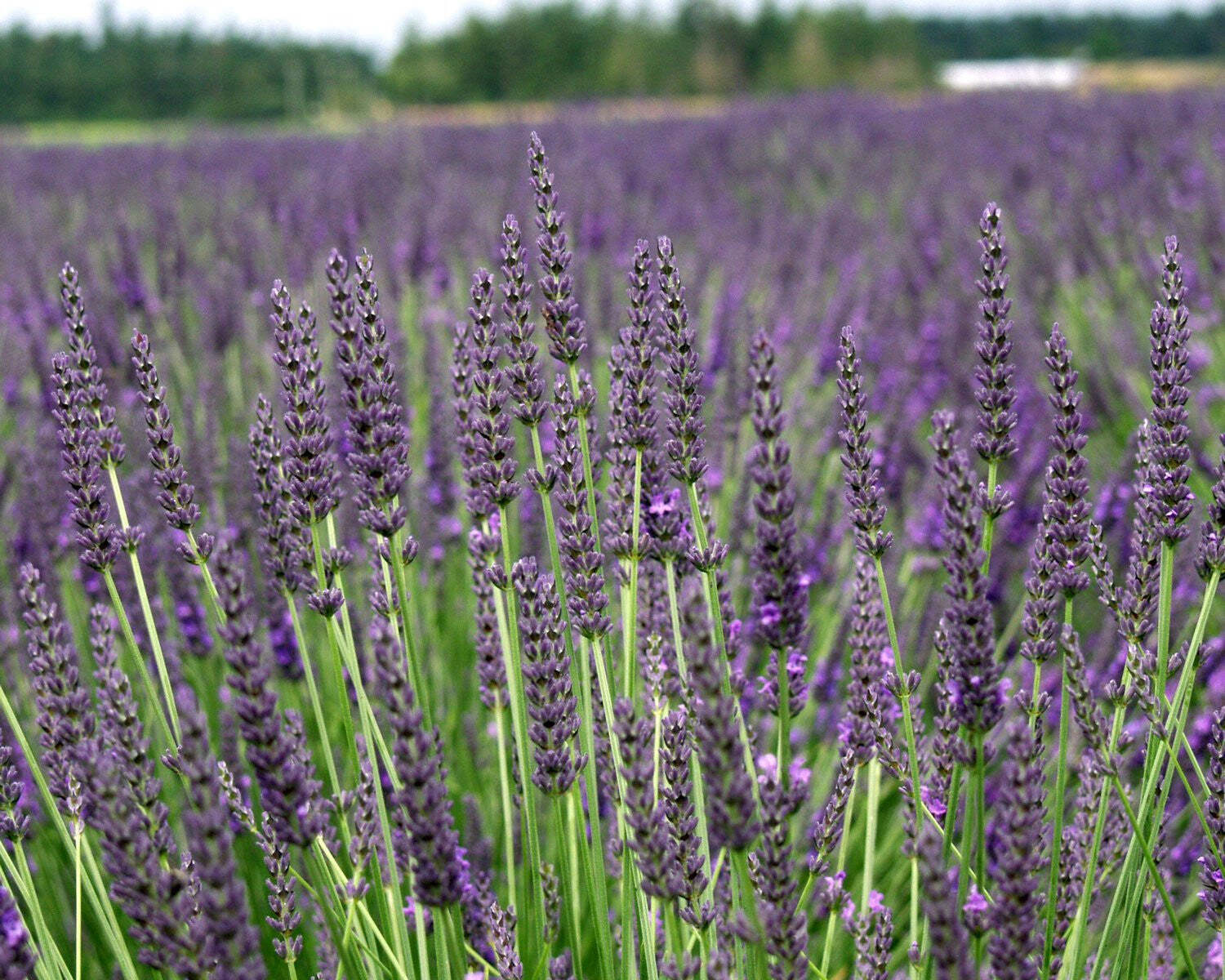 Lavender Grosso Live Plant Pots - 4 Inch Size