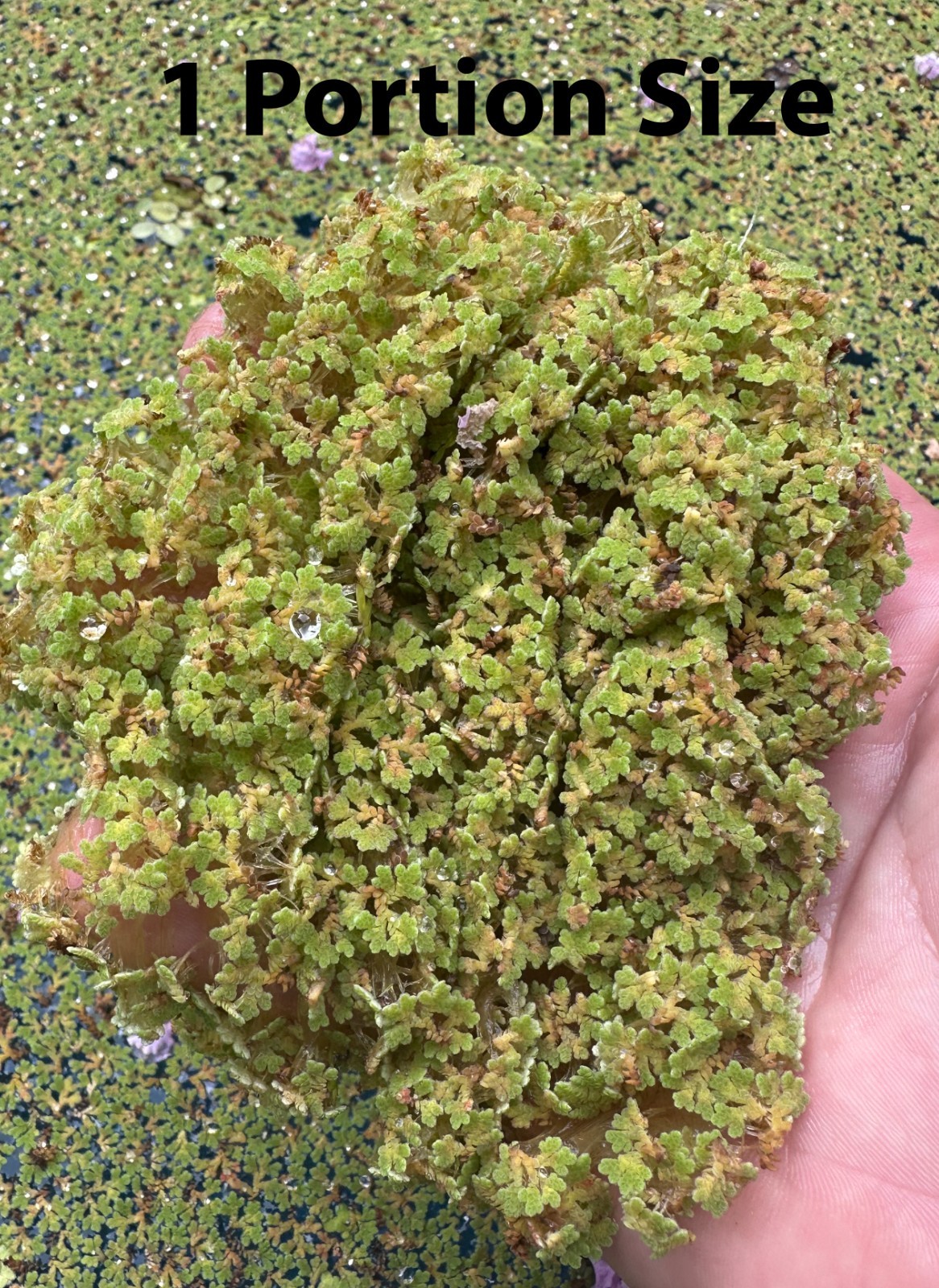 Azolla Caroliniana Fairy Moss Live Floating Aquarium Pond Pl...