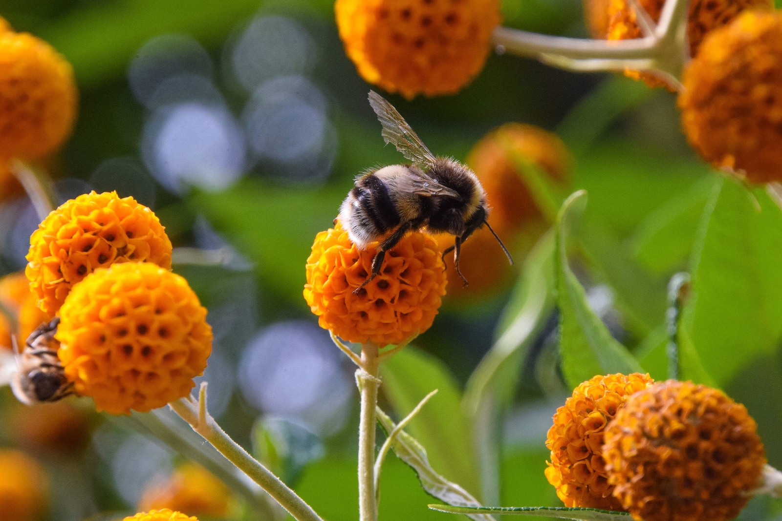 Orange Ball Tree / Golden Butterfly Bush Buddleja Globosa Sh...