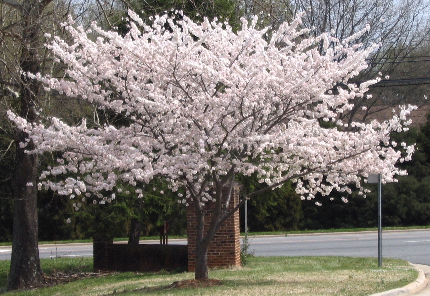 Yoshino Flowering Cherry Trees 2.5" Pot