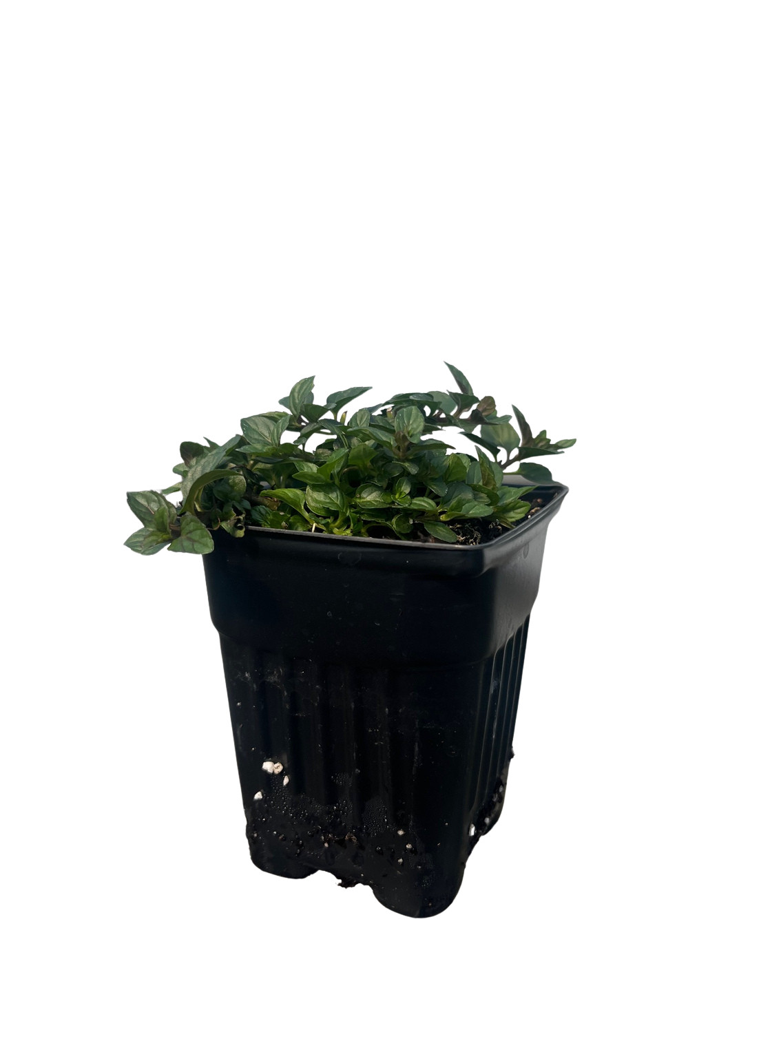 Candy Mint Live Plant - 3" Pot