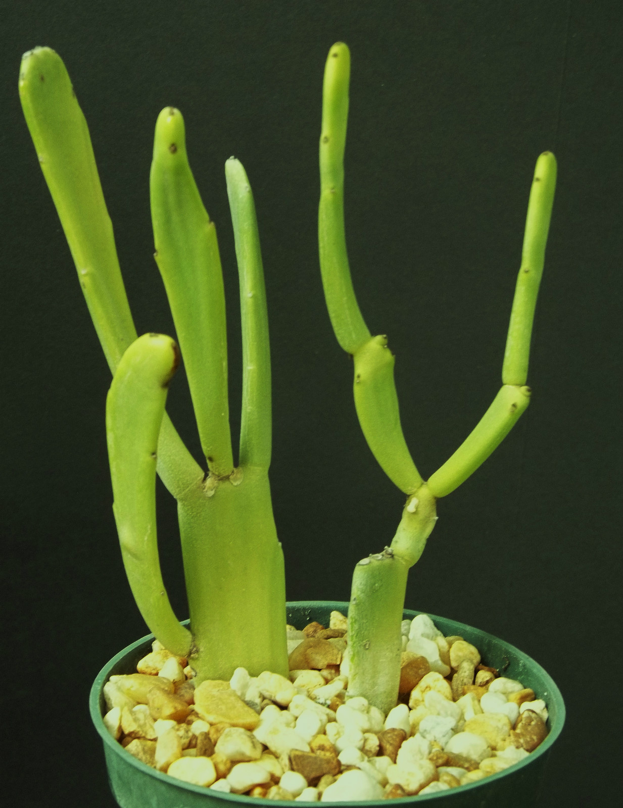 Euphorbia Enterophora Ssp. Crassa Rare Succulent Plant 4"
