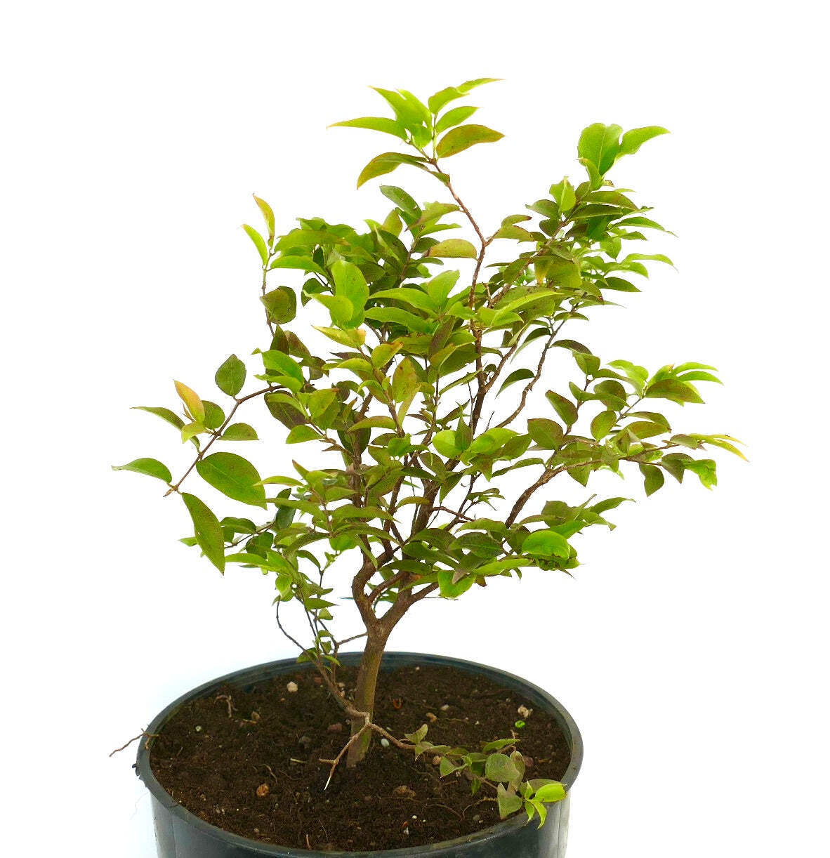 Myrciaria Cauliflora Jaboticaba Brazilian Grape Tree