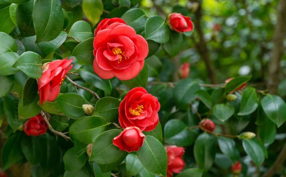 Camellia Japonica Tree Seeds for Planting - Stunning Variety...