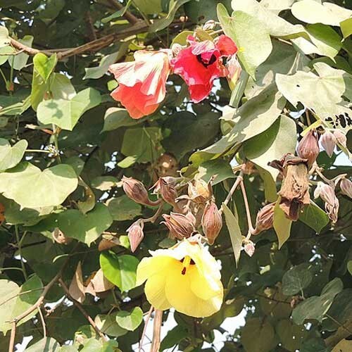 Beach Hibiscus (Hibiscus Tiliaceus) — 10 Seeds
