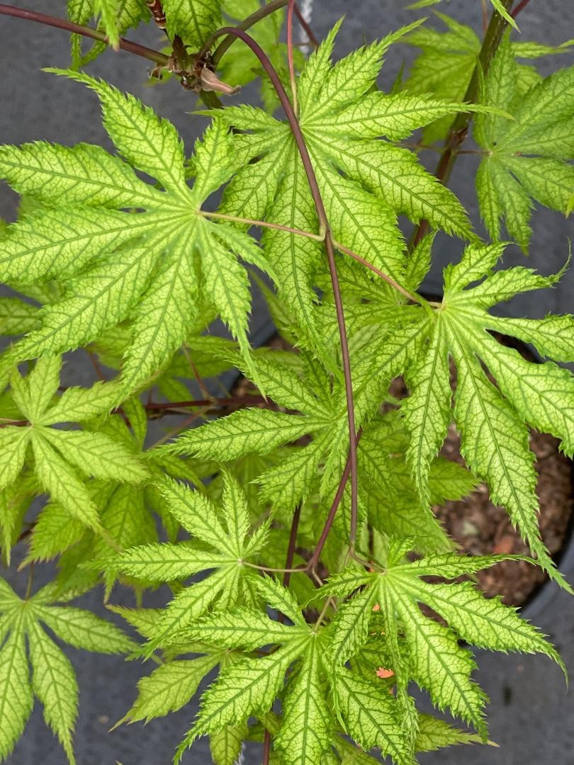 Acer Palmatum ‘Grandma Ghost’ Japanese Maple