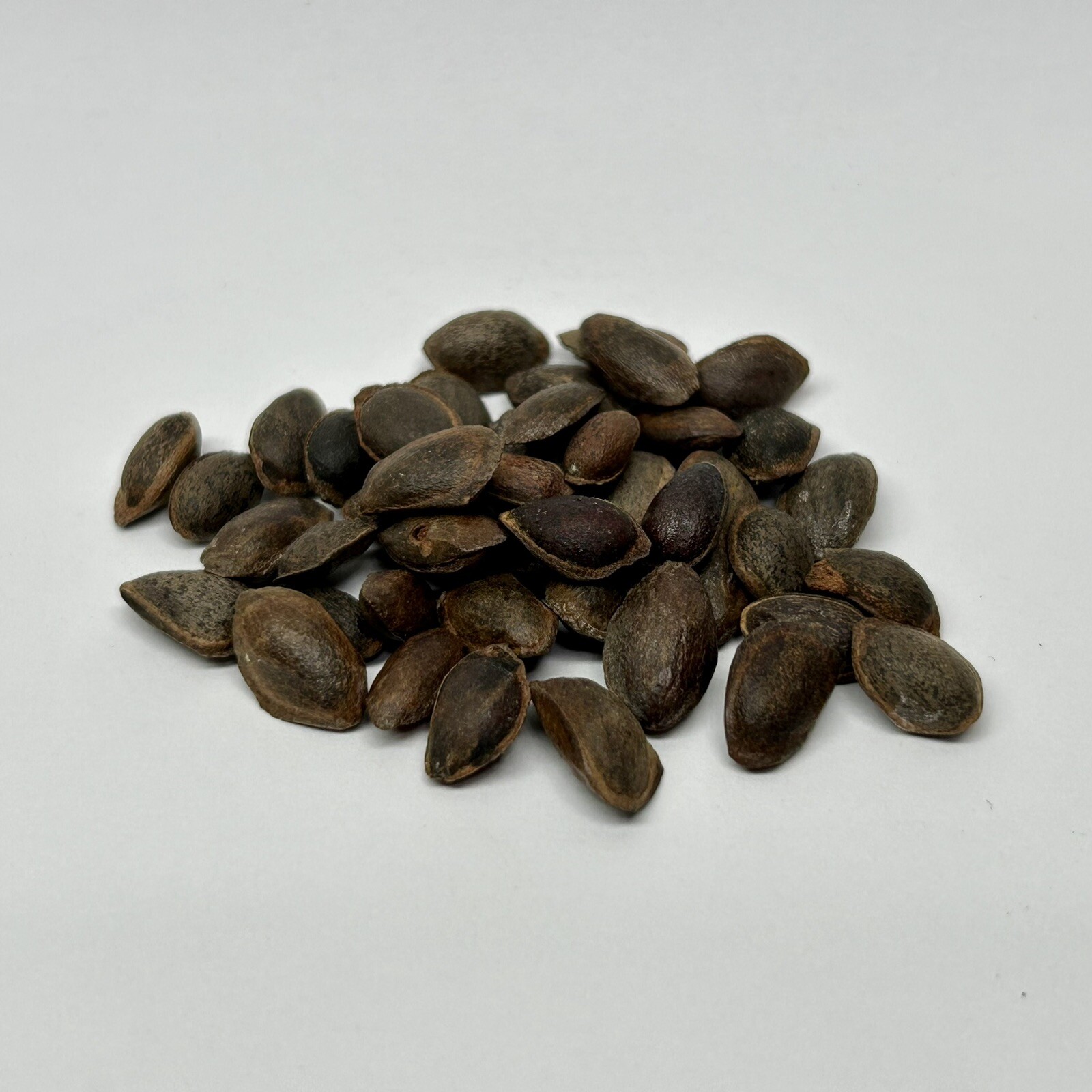 Japanese White Pine Bonsai Tree Seed Pack
