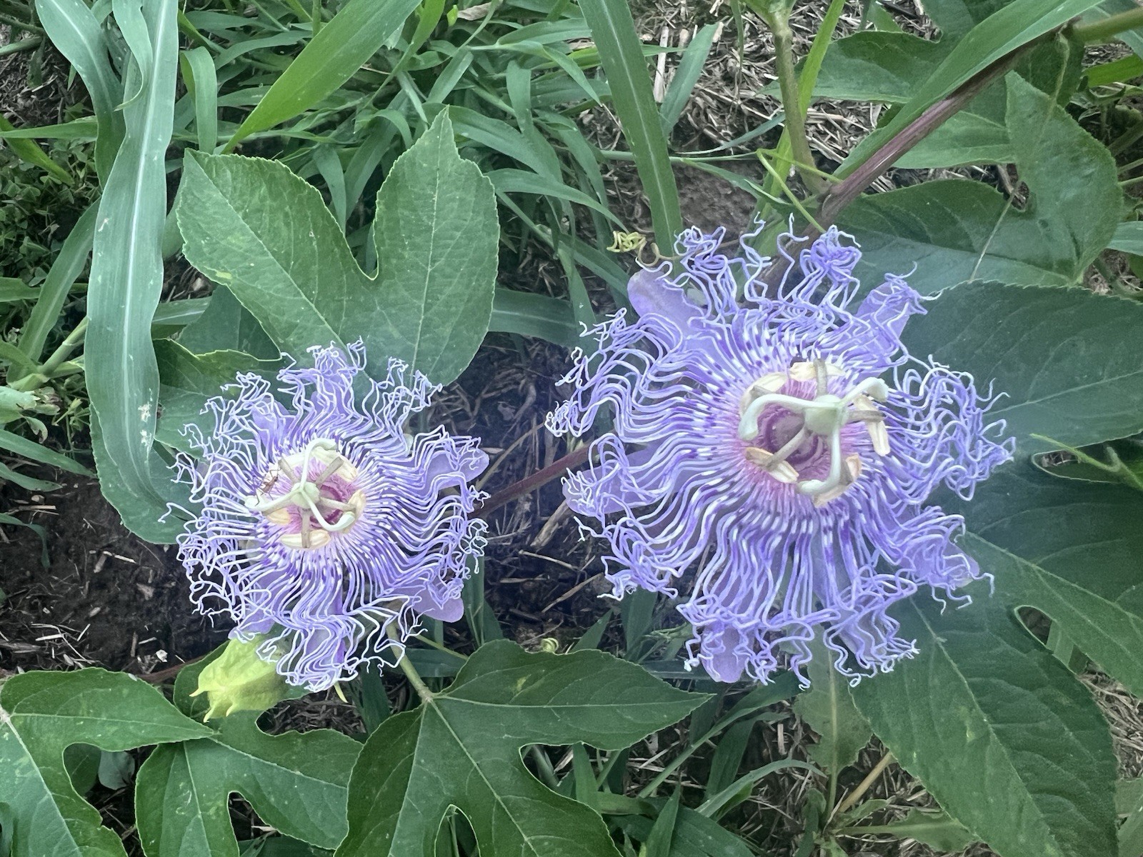 Maypop Passion Flower Plant (Passiflora Incarnata), Live, 6-...