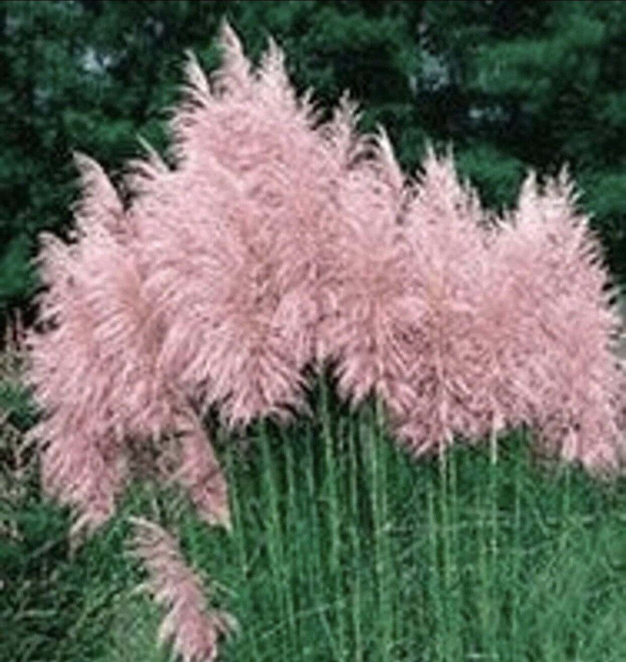 Pampas Grass Pink 4 Plugs