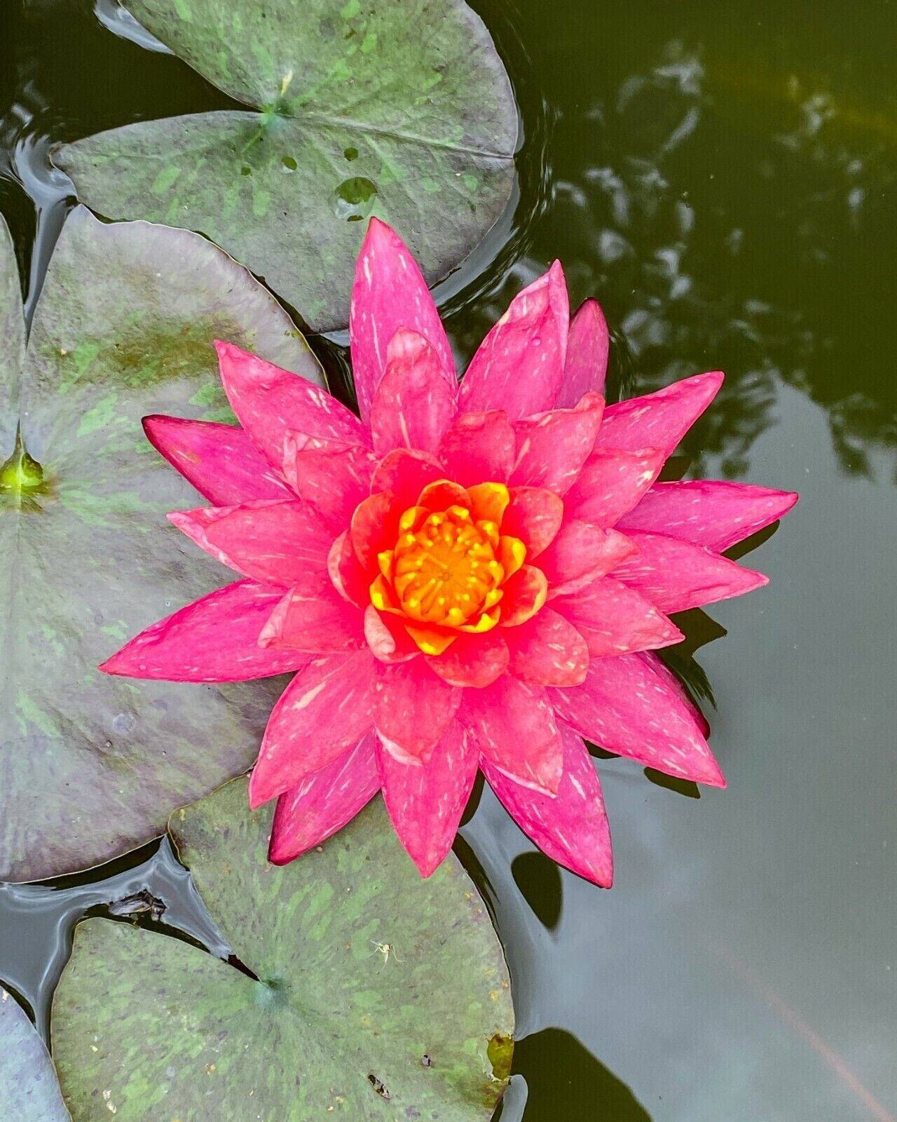 Wanvisa Pink Water Lily - Winter Hardy Sprouted Tubers