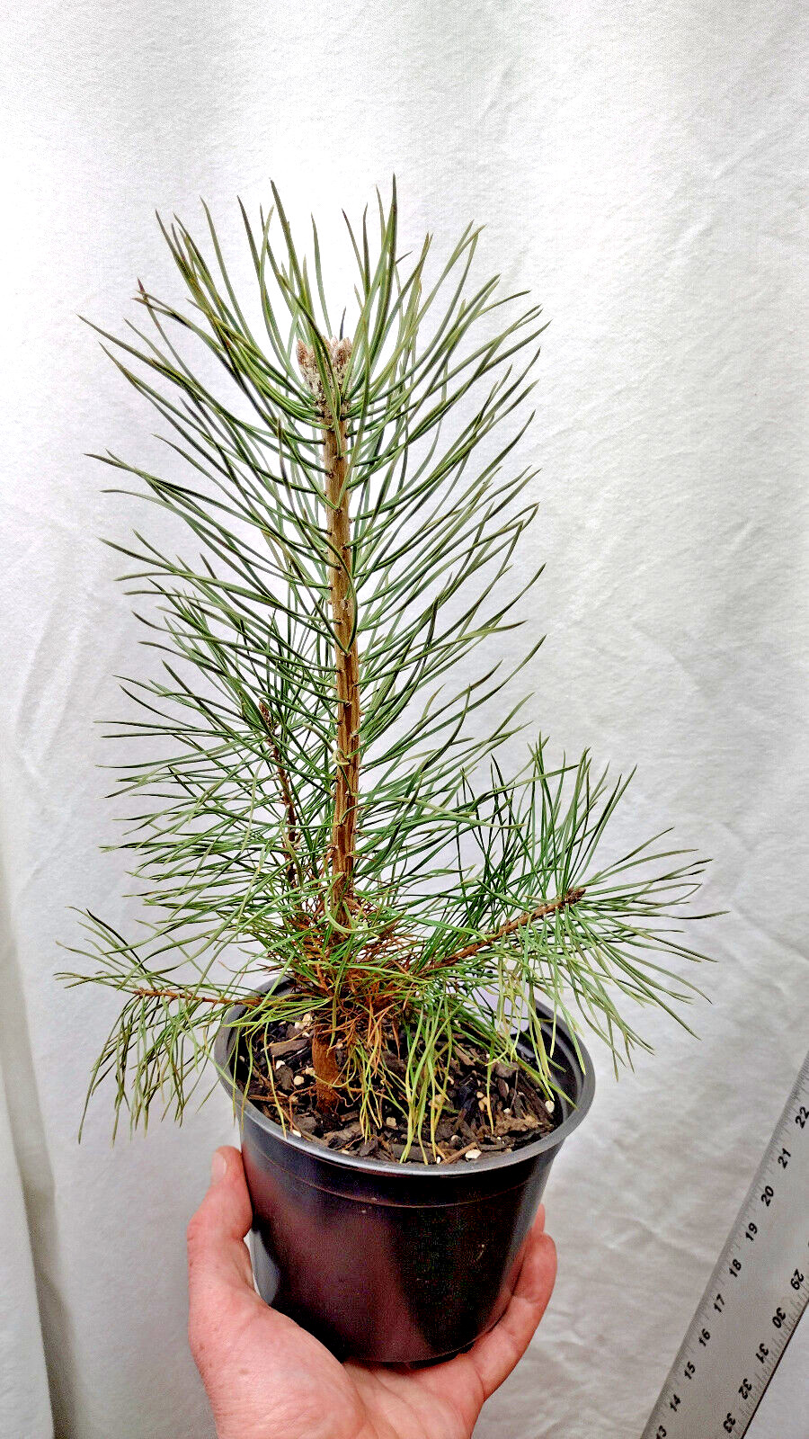 Scotch Pine in Medium Nursery Pot — Ready for Pre-Bonsai Lan...