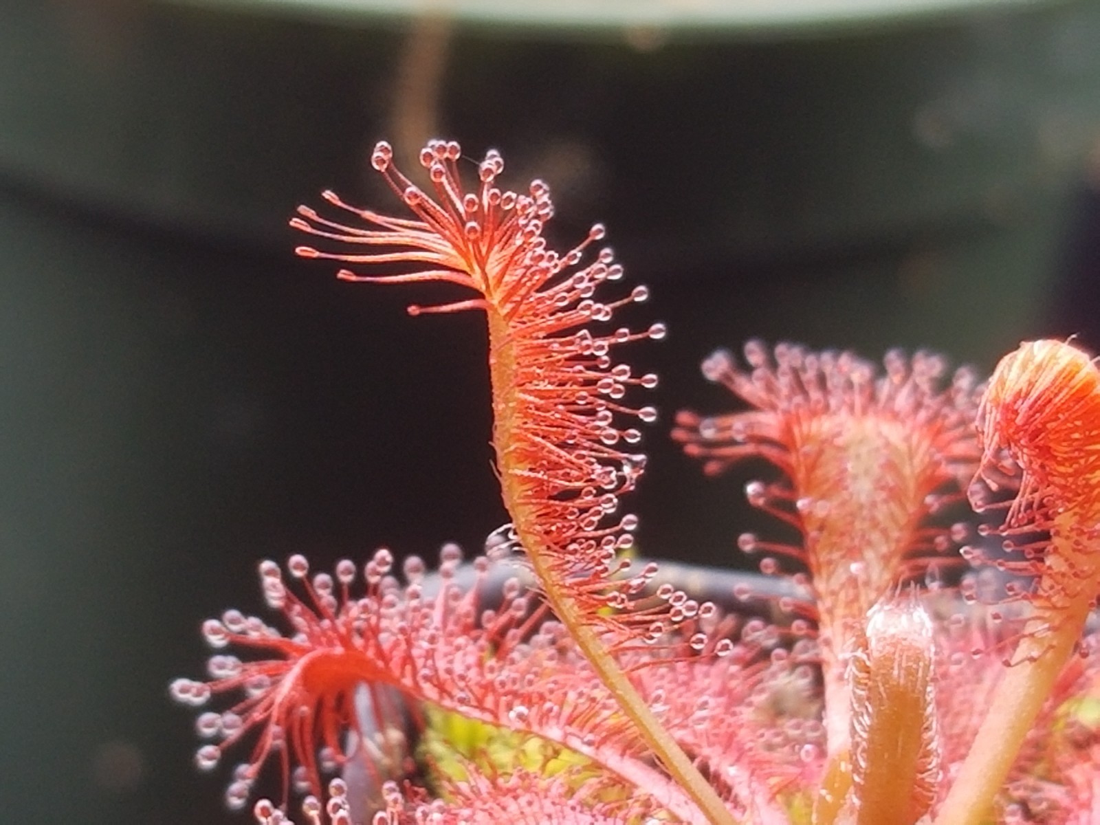 Drosera Spatulata "Lovellae" Seeds - Carnivorous Sundew Plan...