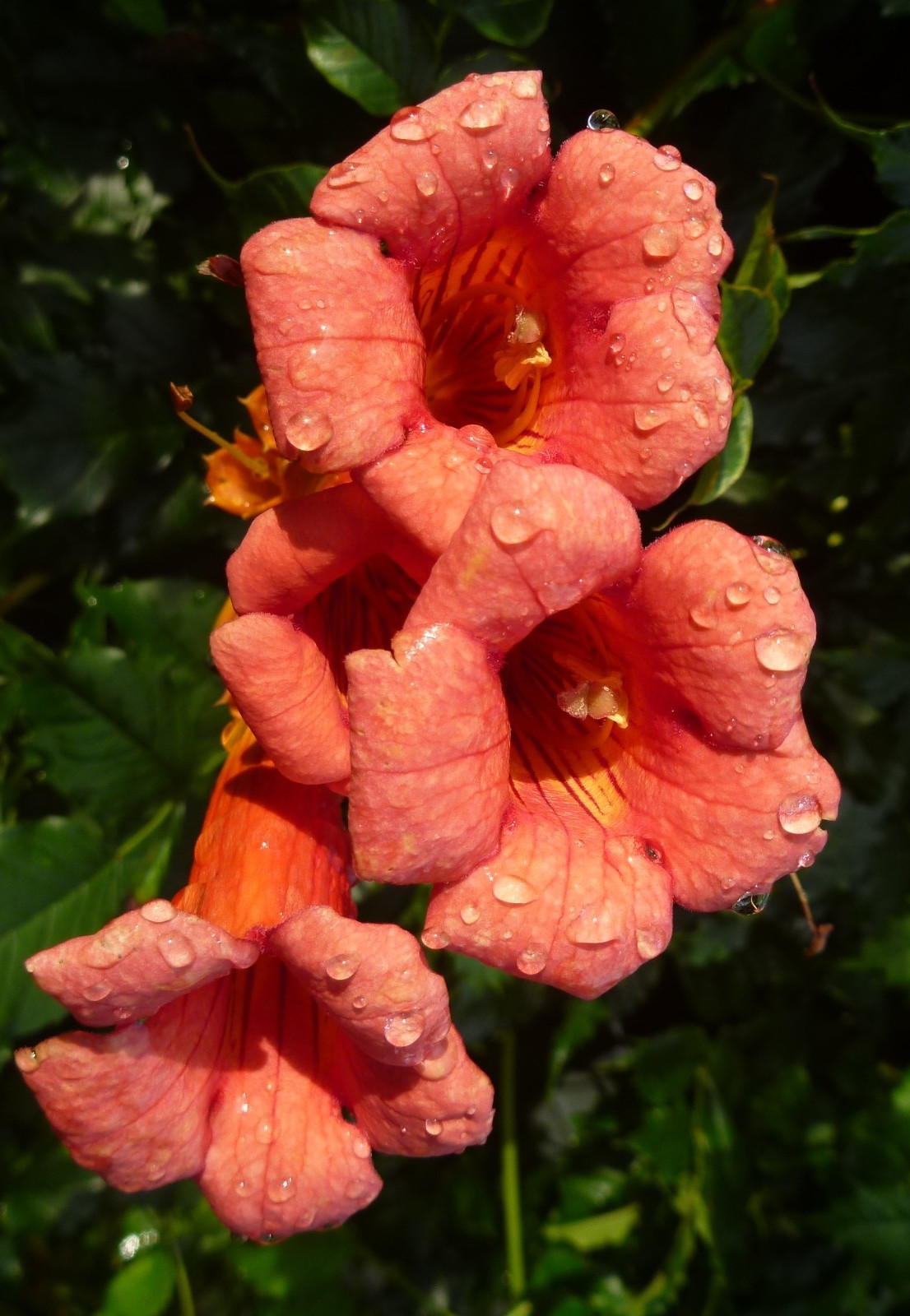 Trumpet Hummingbird Vine - Campsis radicans - Hearty Native...