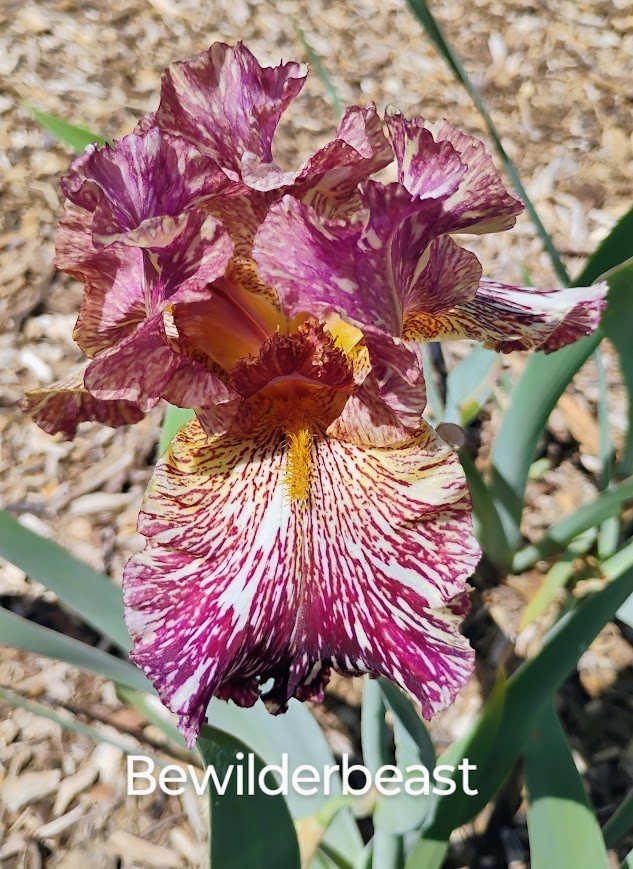 Tall Bearded Iris Rhizome - Beewilderbeast Fresh Healthy Var...
