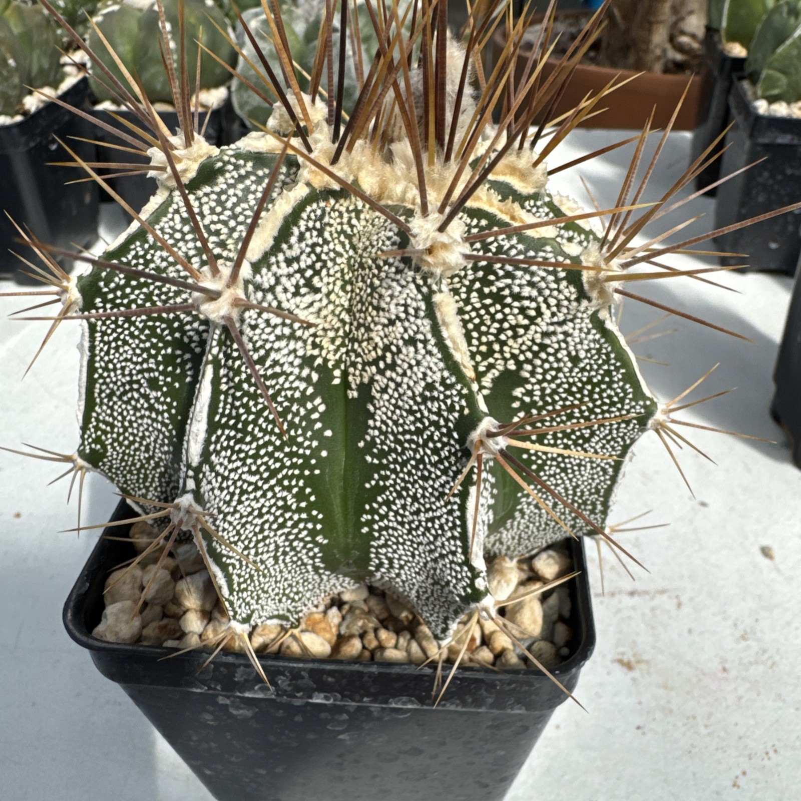 Astrophytum Ornatum Flecked Cactus Succulent Live Plant