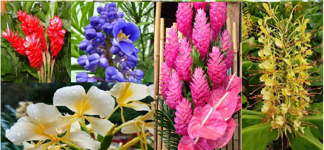 5-Pack Hawaiian Tropical Ginger Plant Roots – Red, Blue, Whi...