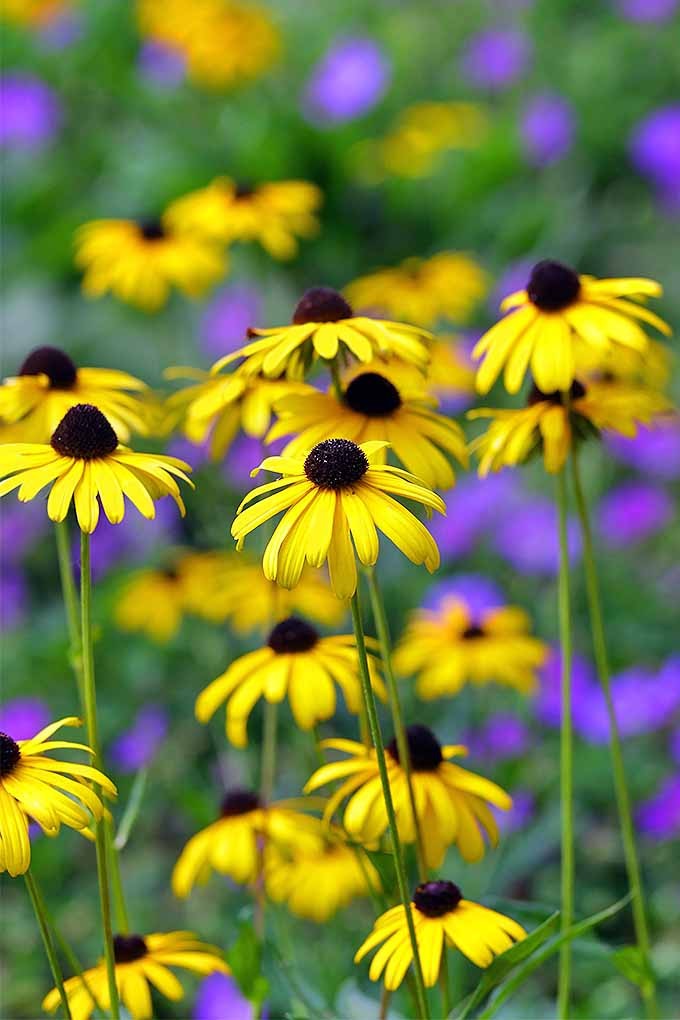 Black-Eyed Susan Rudbeckia Goldsturm - 12 Plants