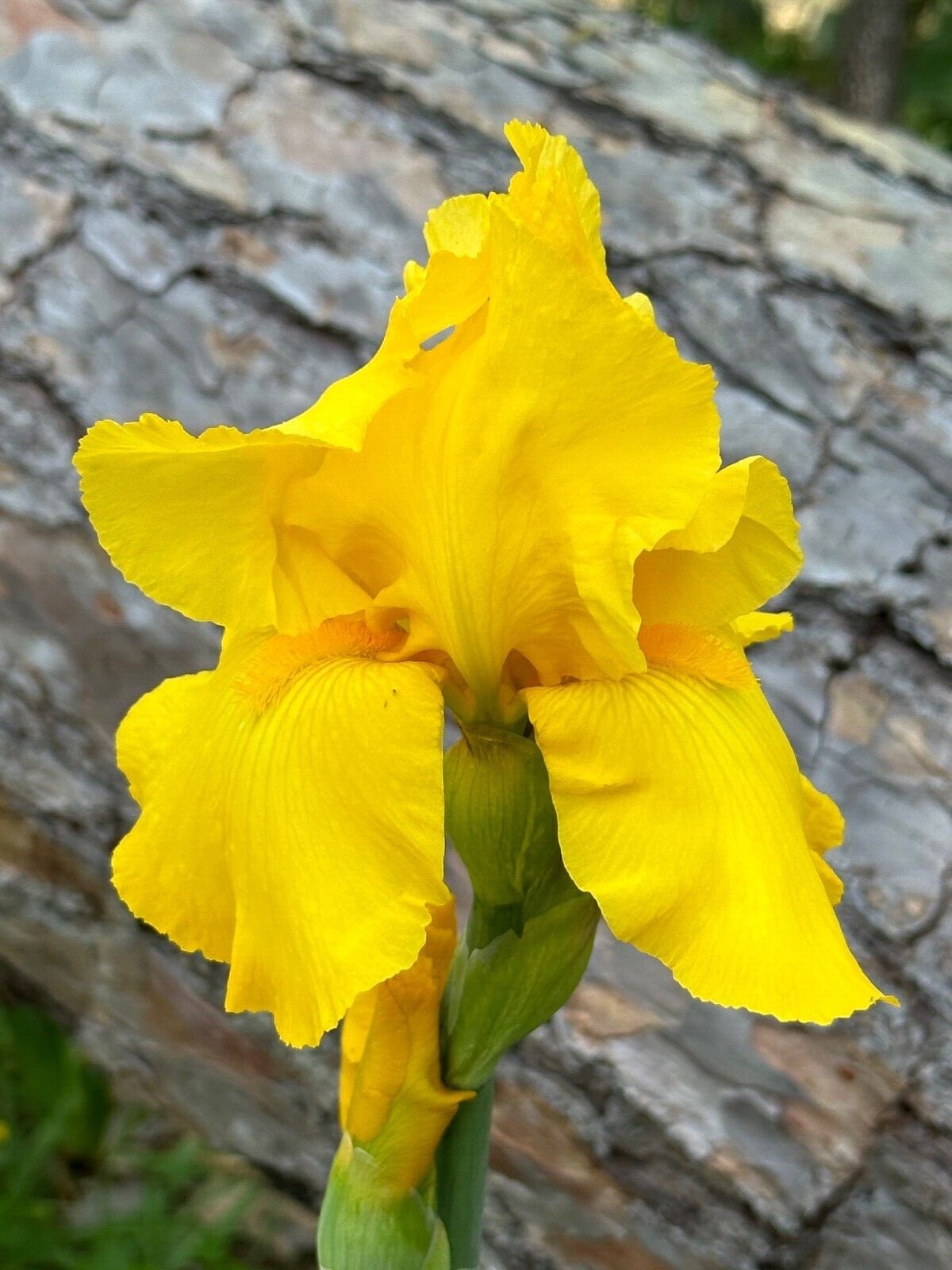 Bearded Iris Rhizome Tall Heirloom Reblooming, Yellow