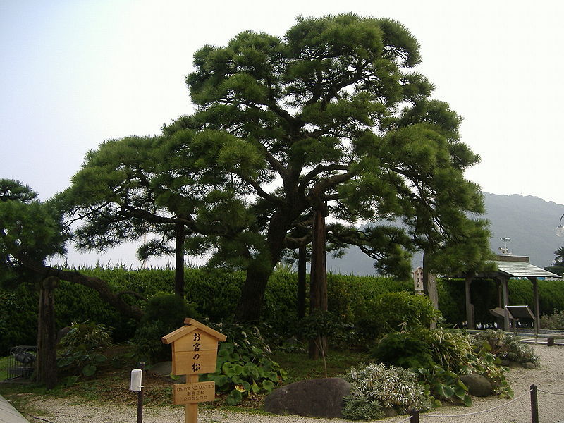 Japanese Black Pine Tree Seeds