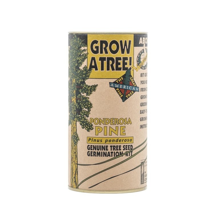 Ponderosa Pine Seed Grow Kit by Jonsteen