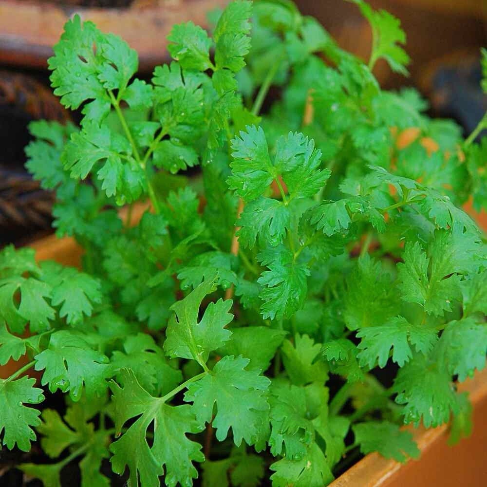 Cilantro / Coriander Seeds — Heirloom Non-GMO Herb Seeds (20...