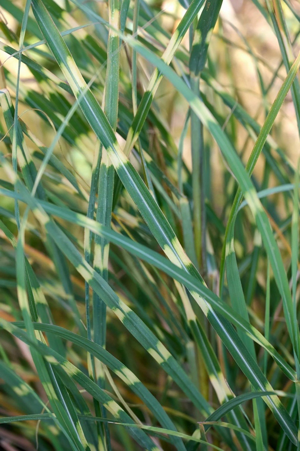 Zebra Grass Miscanthus Sinensis Zebrinus Variegated Maiden G...