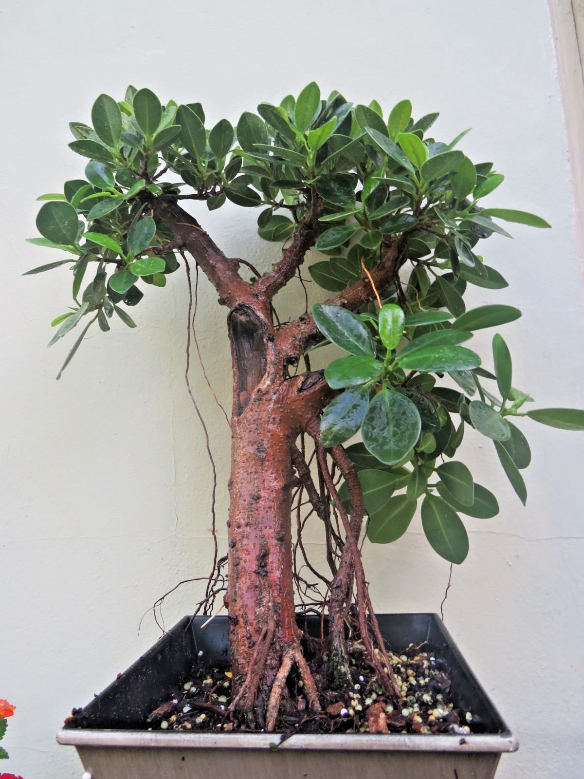 Green Island Ficus Bonsai Tree, Aerial Roots, Indoor Tropica...