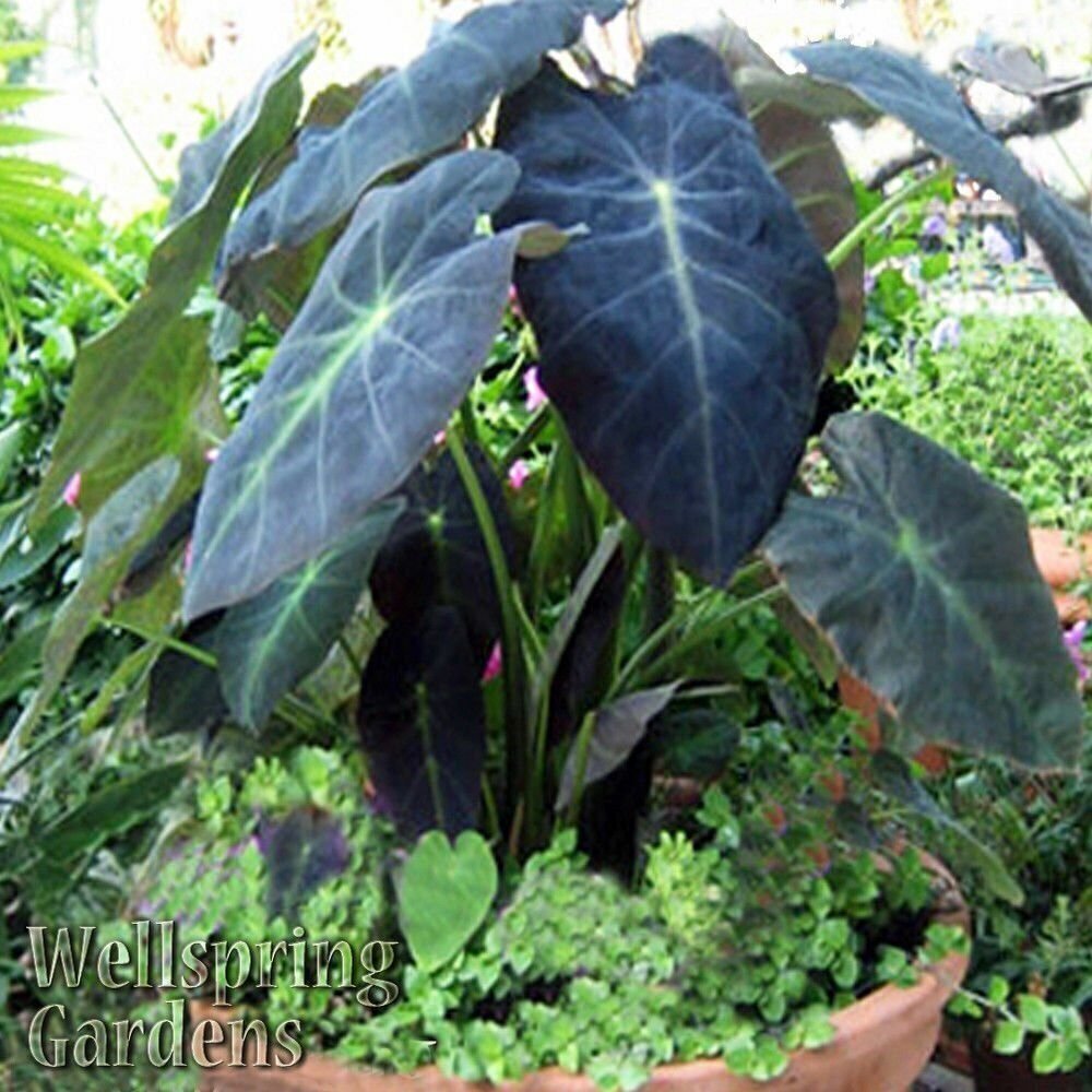 Black Beauty Elephant Ear Colocasia Antiquorum Live Plant