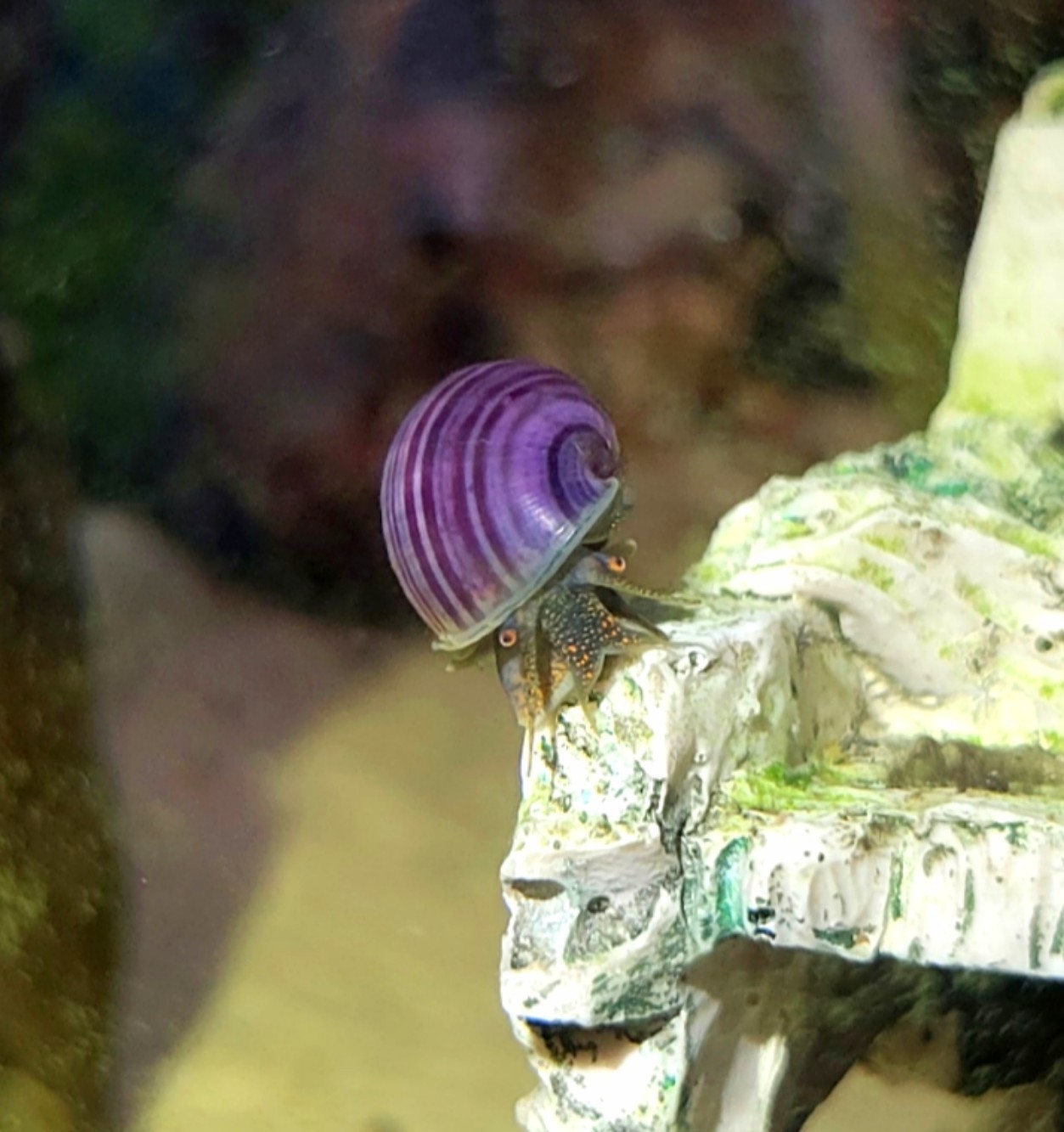 Purple Mystery Snails Freshwater Live Arrival Guarantee