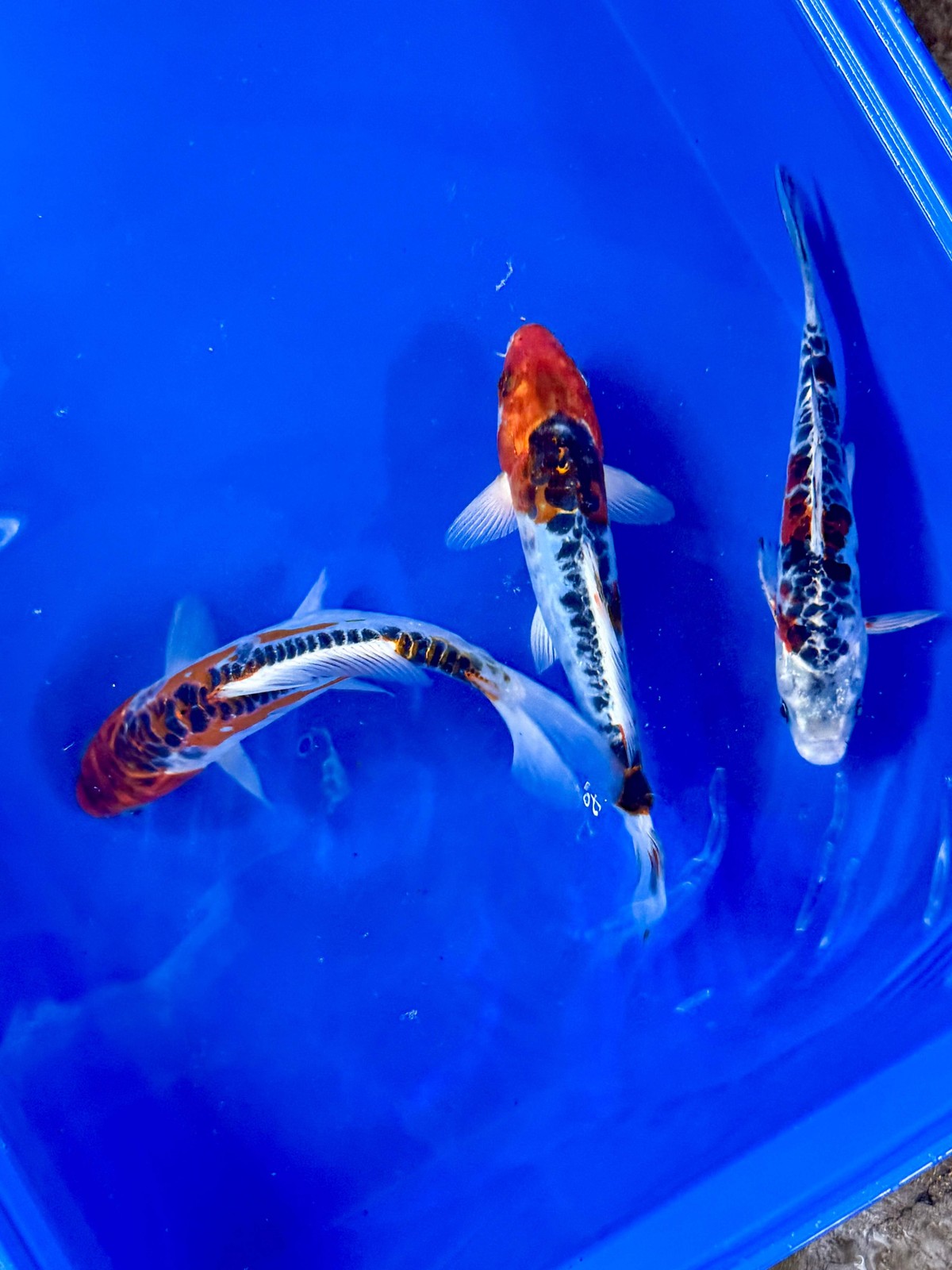 Shusui Koi Fish - Freshwater Pond Ornamental Nishikigoi, 6-7...