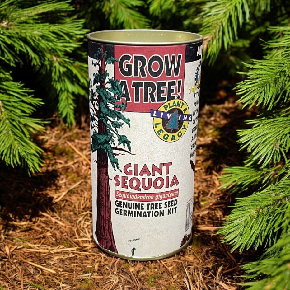 Grow a Tree! Redwood Giant Sequoia Germination Kit Johnsteen