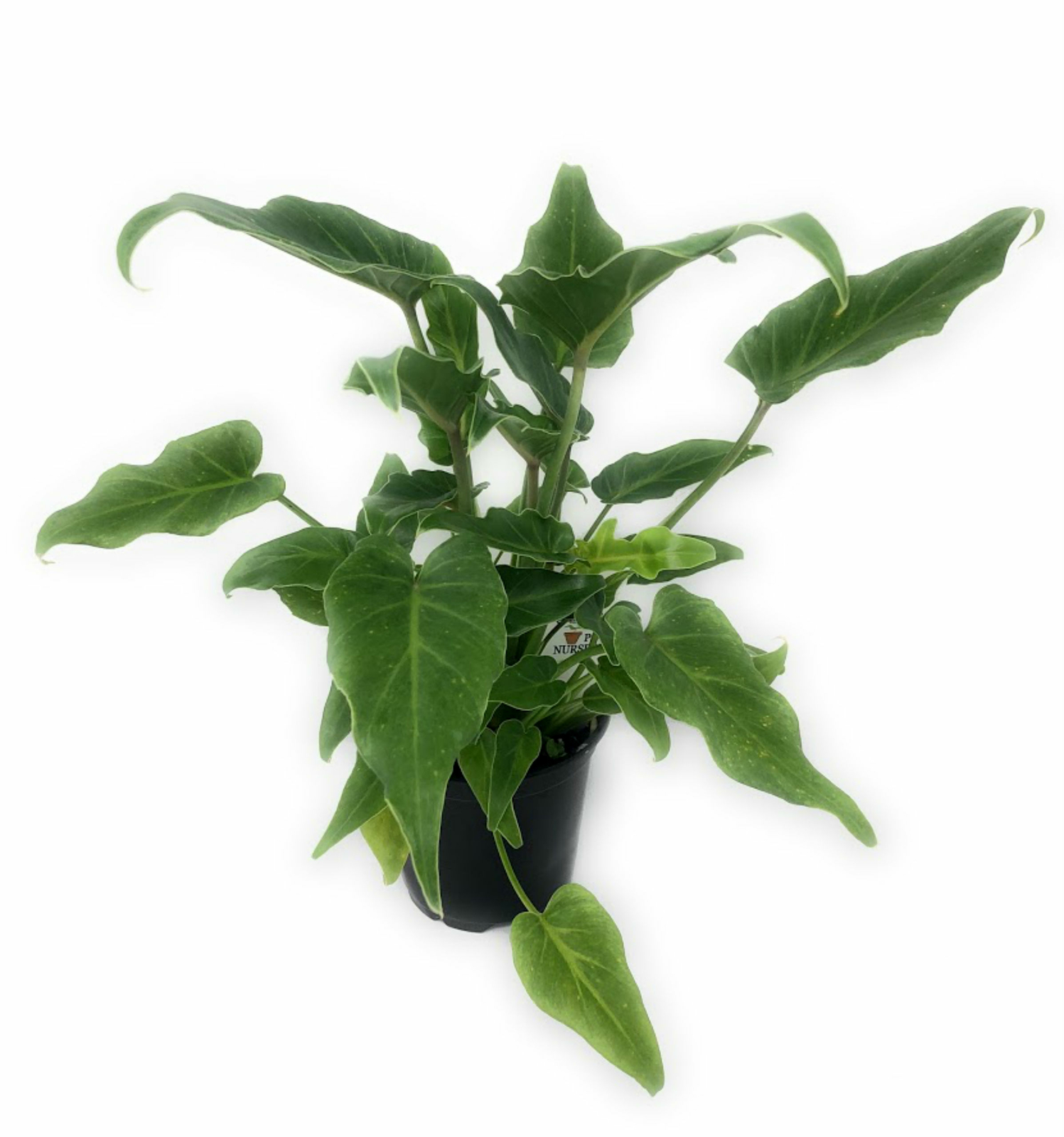 Flowerpotnursery Philodendron Xanadu Philodendron Xanadu 4”...