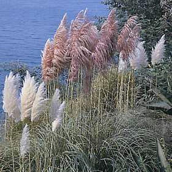 Cortaderia Pampas Grass Selloana Seed Mix