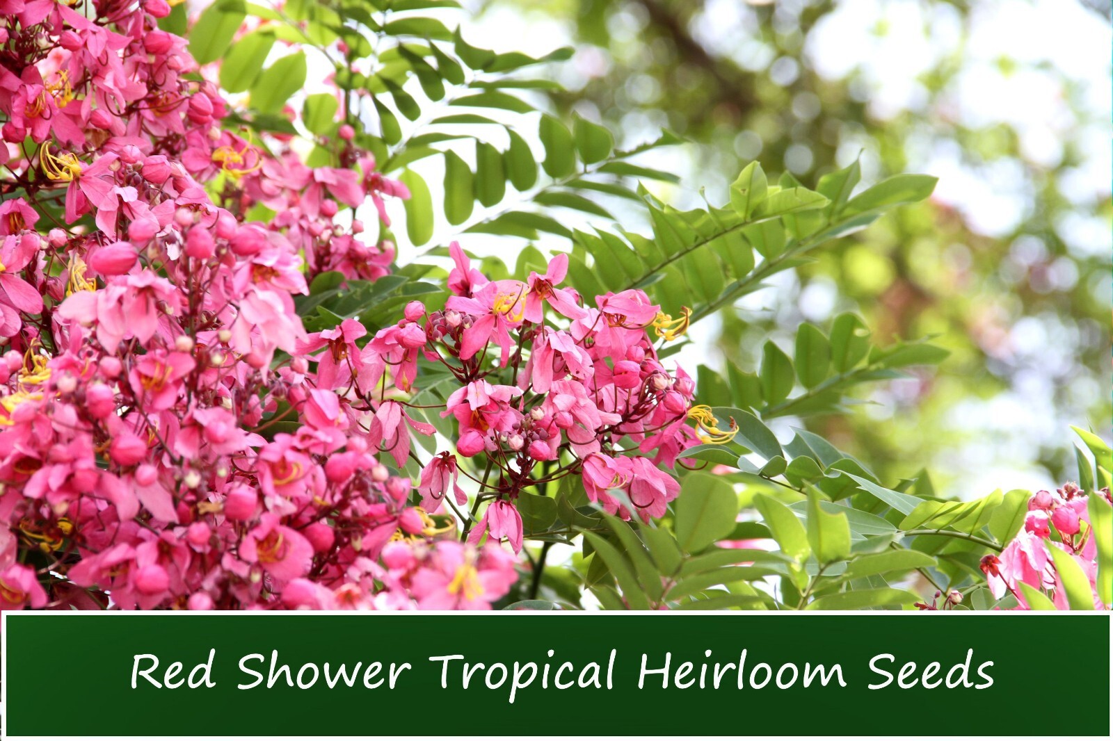 Tropical Seeds Red Shower Tree Cassia Marginata 10 Seeds