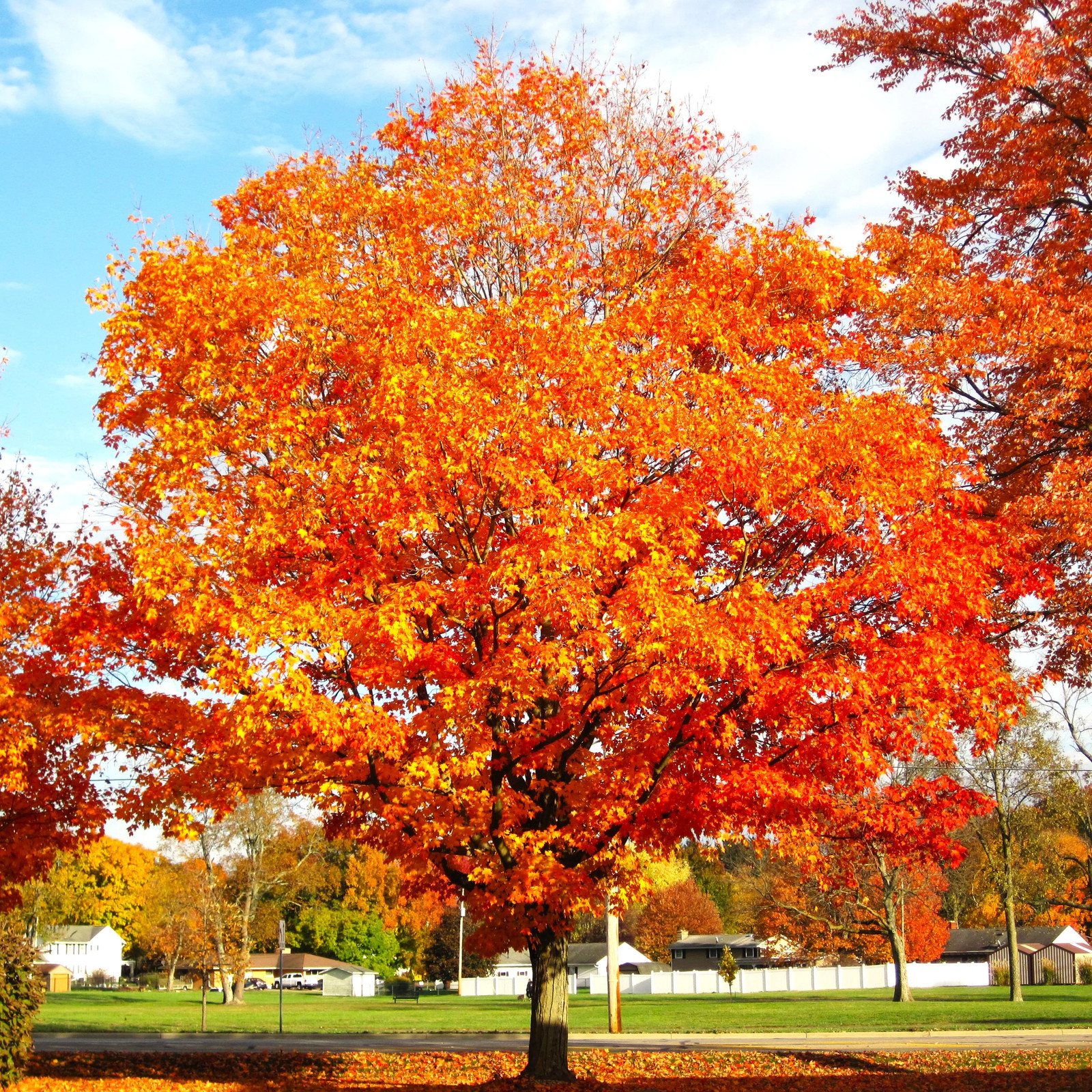 Sugar Maple Tree Seeds Acer Saccharum Sweet Syrup Canadian 2...