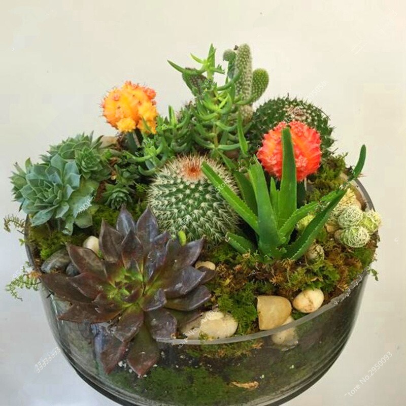 Succulent & Cactus Seeds — Mixed Rare Stone, 100pcs